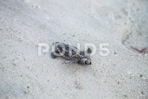 Hatchling baby loggerhead sea turtles Caretta caretta climb out of their nest Stock Photos