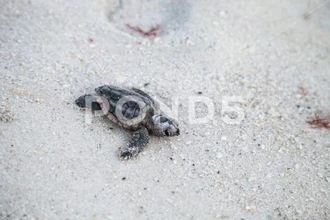 Hatchling baby loggerhead sea turtles Caretta caretta climb out of their nest Stock Photos