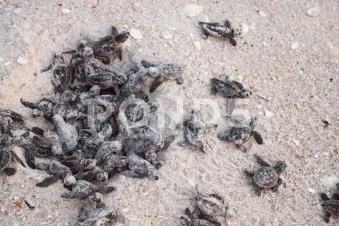 Hatchling baby loggerhead sea turtles Caretta caretta climb out of their nest Stock Photos