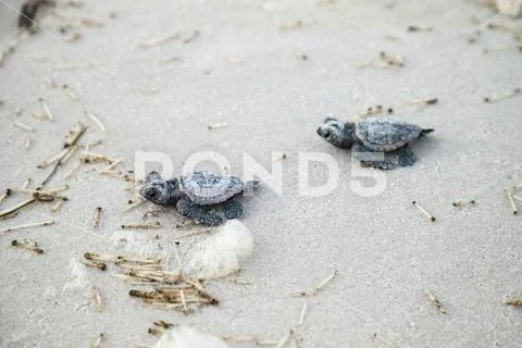 Hatchling baby loggerhead sea turtles Caretta caretta climb out of their nest Stock Photos