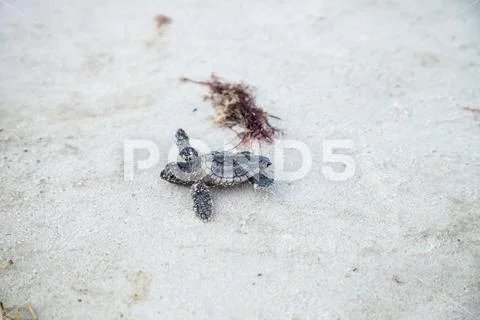 Hatchling baby loggerhead sea turtles Caretta caretta climb out of their nest Stock Photos
