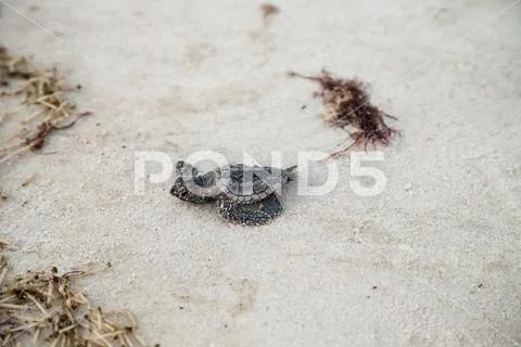 Hatchling baby loggerhead sea turtles Caretta caretta climb out of their nest Stock Photos