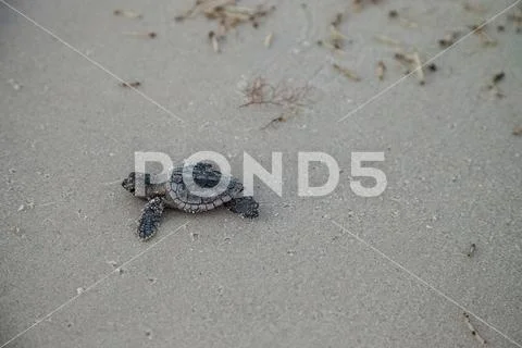 Hatchling baby loggerhead sea turtles Caretta caretta climb out of their nest Stock Photos