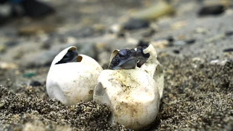 Hatchling Green Sea Turtles from Eggs: Ogasawara Stock Footage 332766549