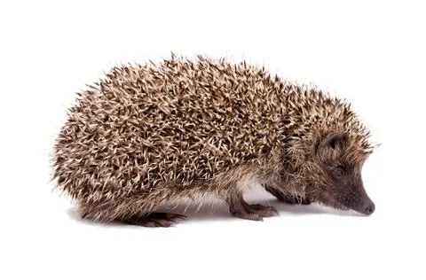 Hatchling Hedgehog common Stock Photos