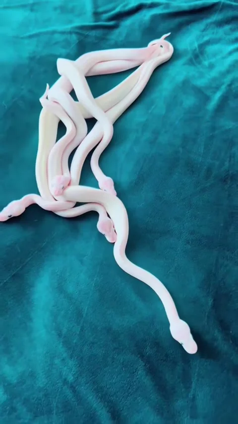 Hatchling Pythons Coiled Together, usa - 01 Jul 2025 Stock Footage 313507658