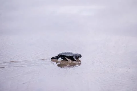 Hatchling sea turtle making its way across the shoreline Stock Photos