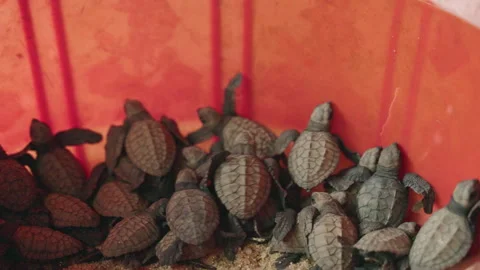Hatchling sea turtles cluster in conservation hatchery. Tiny newborns prepare Stock Footage 265956467