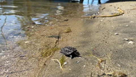 Hatchling snapping turtle walking to the water Video stock 317113307