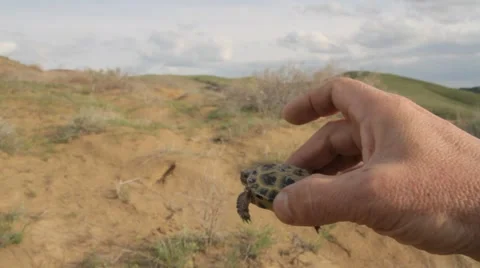 Hatchling turtles sand in man hands 스톡 동영상 62391093