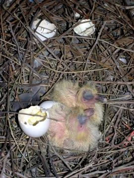 The hatchlings Stock Photos