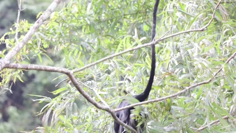 Hatinh Langur climbing around in tree close up Stock Footage 300982653
