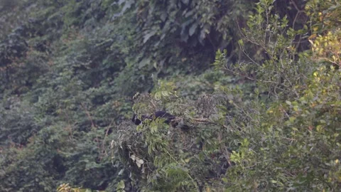 Hatinh Langur feeding in the tree canopy Stock Footage 300983262