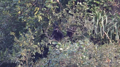 Hatinh Langur group in tree scratching themselves Stock Footage 305179224