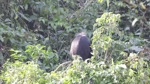 Hatinh Langur jump in rainforest Stock Footage 300983785