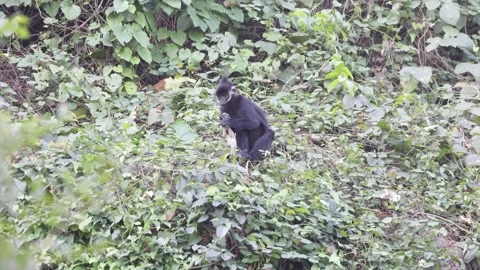 Hatinh Langur on the looout then run and jump to another tree Stock Footage 300984081