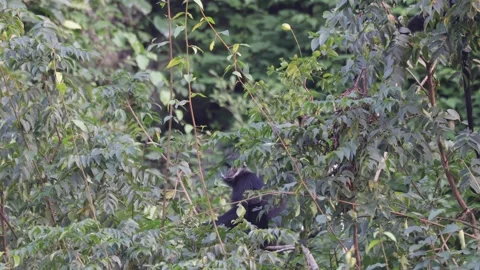 Hatinh Langur sit hidden behind leaves feeding in tree Stock Footage 300984158