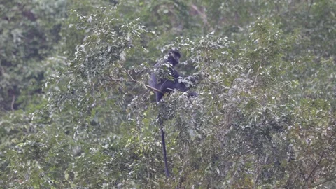 Hatinh Langur sit high up in canopy on the lookout Stock Footage 300984182