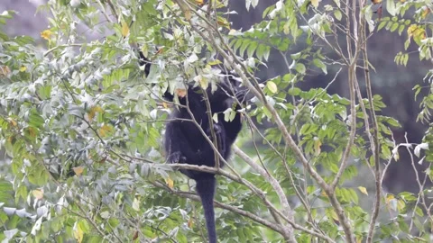 Hatinh Langur sit high up in tree feeding on leaves in rainforest close up Video stock 300984194