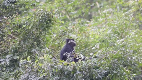 Hatinh Langur in tree chewing close up Stock Footage 300983716