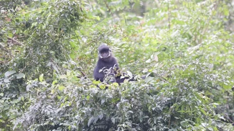Hatinh Langur in tree looking around close up Stock Footage 305179157