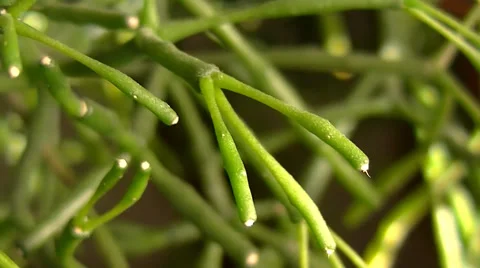  Hatiora Stock Footage 61479410