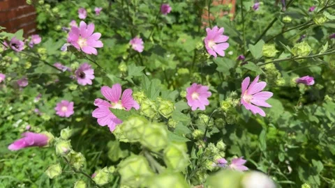 Hatma of Thuringia. Lavatera. Large purple flowers on a green background. Stock Footage 328319437