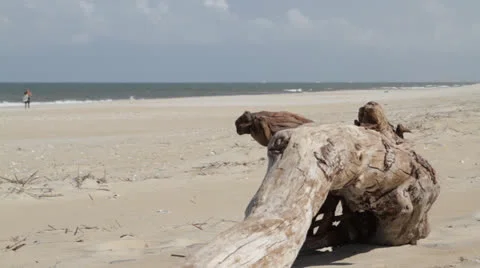 Hatteras Beach Driftwood Video stock 25444005