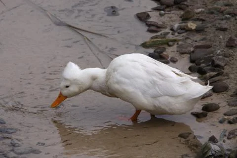 Haubenente Stock Photos