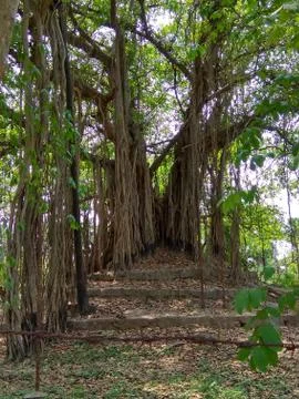 Haunted banyan tree Stock Photos