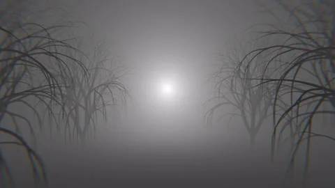 Haunted Creepy Halloween Forest Loop Stock Footage 319222112