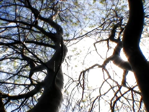 Haunted Stock Footage 489918