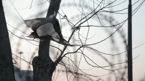 Haunted Stock Footage 20492209