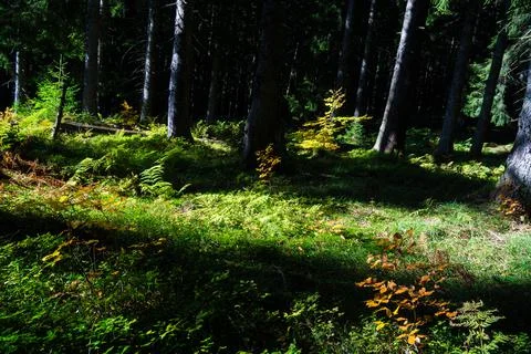 Haunted forest in the alps Stock Photos