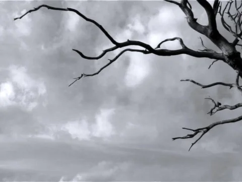 Haunted Forest Stock Footage 490063