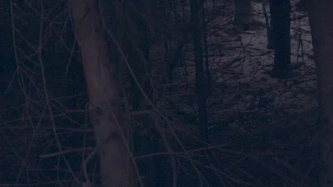Haunted Forest 스톡 동영상 137642726