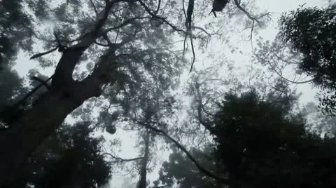 The Haunted  Forest I Stock Footage 10719181