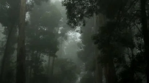 The Haunted  Forest II Stock Footage 10719236