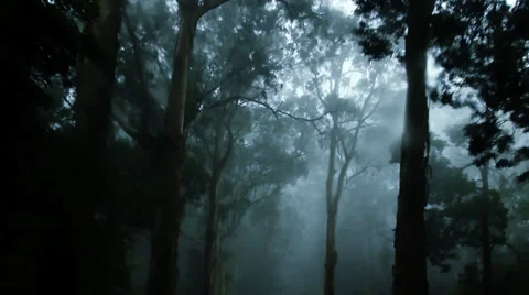 The Haunted  Forest IV Stock Footage 35583467