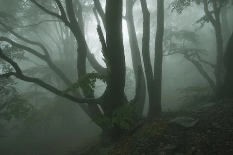 Haunted forest with mist in a dense area at night Stock Photos