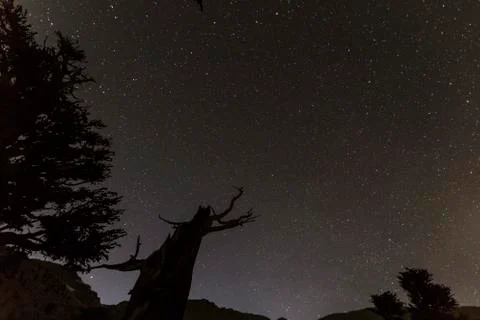 Haunted forest night Stock Photos