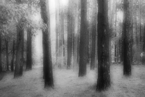 The Haunted Forest Stock Photos