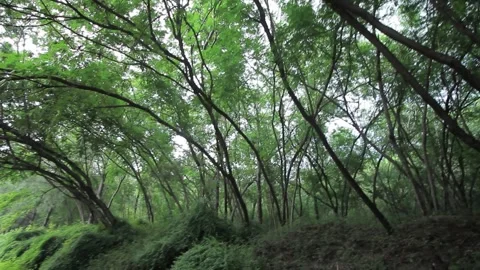 Haunted Jungle rain forest 2 Stock Footage 244569105