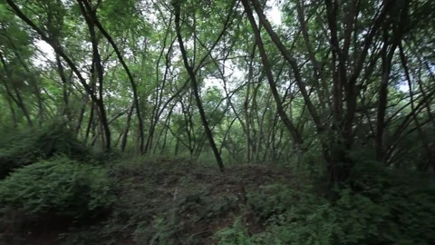 Haunted Jungle rain forest Stock Footage 244569106