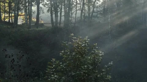 Haunted sunrays through dense forest with rising fog. Stock Footage 322194548