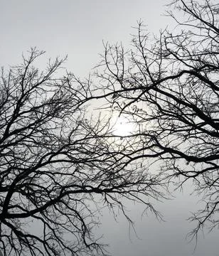 Haunted tree Stock Photos