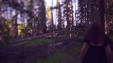 Haunted Woods Stock Footage 248339614
