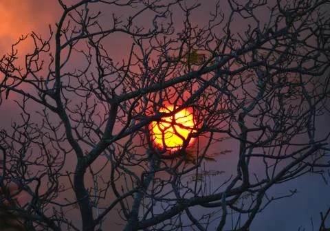 Haunting sunset behind a leafless tree Stock Photos