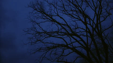 Haunting tree at the cusp of darkness and twilight’s blue hour. Stock Footage 196789869