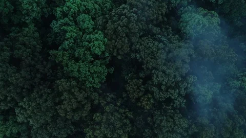 Haunting, Tree tops mist in late afternoon, Central Coast NSW, 4k Stock Footage 102086324